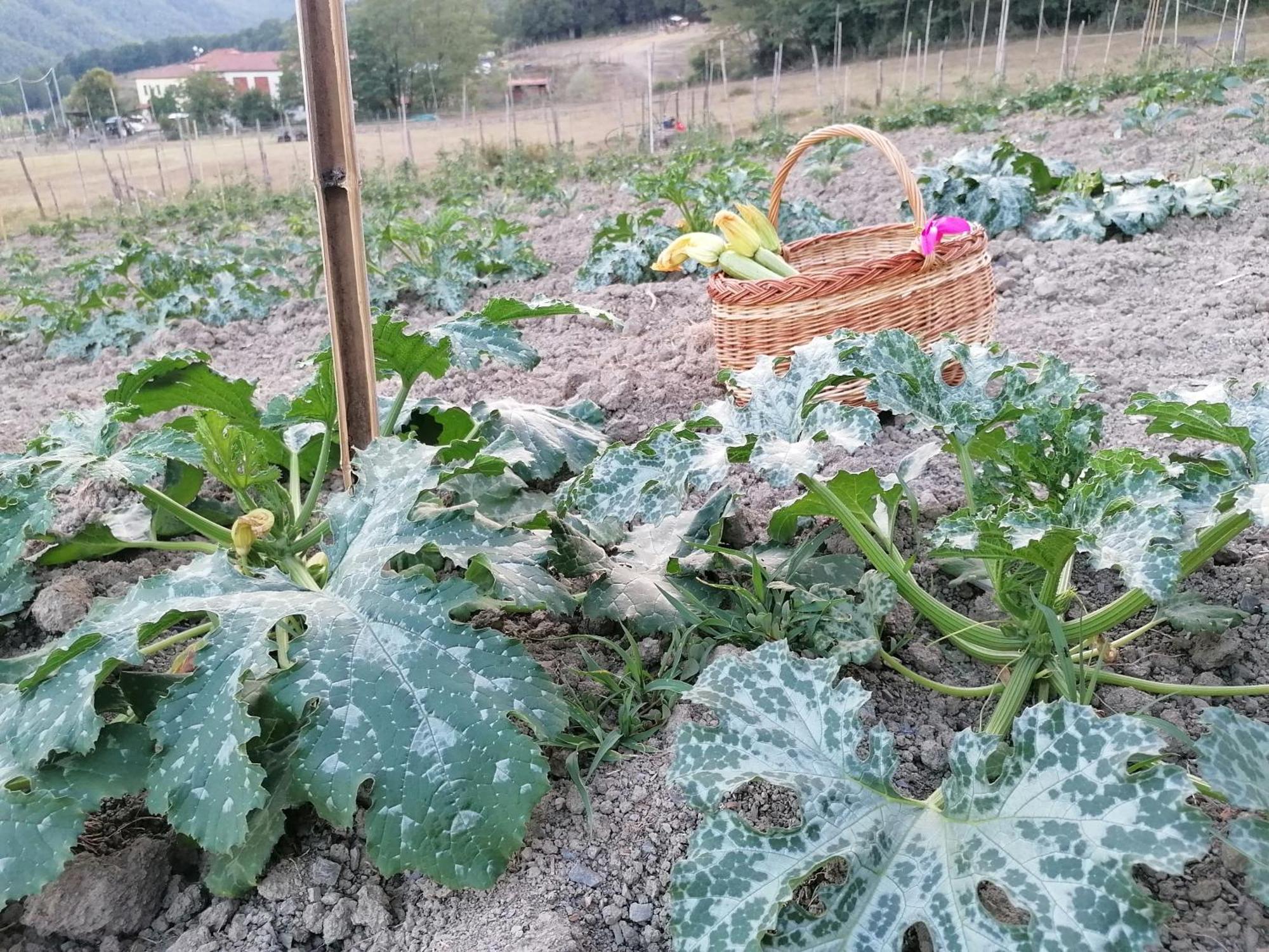 Agriturismo Dei Legi San Pietro Vara Экстерьер фото